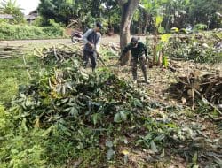 Pohon Mangga Endra Akhirnya Sudah Terpotong