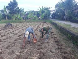 Lahan Pertanian Desa Siwalan Juga Cocok Ditanami Jagung