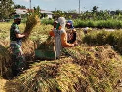 Serda Nicolas Bantu Darso Panen Padi