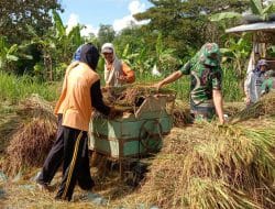 Rutin Bantu Satgas Dilokasi TMMD, Satgas Ikut Bantu Pak Asep Memanen Padi Miliknya