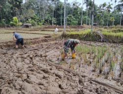 Satgas TMMD, Giat Pengolahan Lahan Sawah di Desa Siuhom, Kodim Tapsel