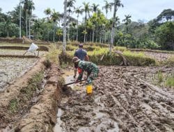 Masih Gunakan Pacul Walaupun Lahannya Sudah Diolah dengan Traktor, Kodim Tapsel