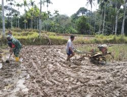 Pengolahan Lahan yang Baik Tingkatkan Produksi Padi di TMMD Kodim Tapsel