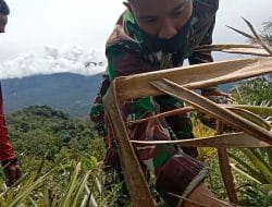 Menyenangkan, Prada Hadanan Habibi Rangkuti Bantu Petik Nanas di TMMD Kodim Tapsel