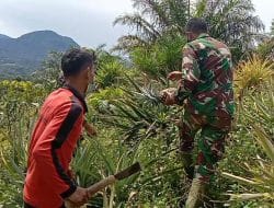 Bawa Parang Untuk Apa Yaa ! Ternyata Bantu Panen Nanas di TMMD Kodim Tapsel