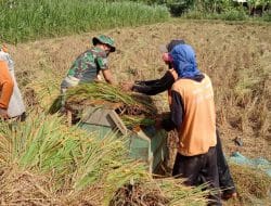Satgas Bantu Petani Desa Siwalan Tanpa Ragu Dan Canggung