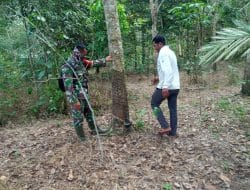 Potensi Perkebunan di Lokasi TMMD Ke-111 Kodim 1207/Pontianak