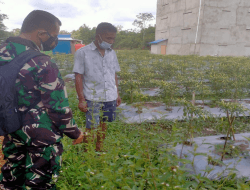 Kebun Cabe di Lokasi TMMD Reguler Ke-111 Kodim 1207/Pontianak   
