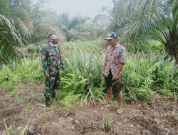 Kebun Nanas yang Ada di Lokasi TMMD Reguler- 111 Desa Kuala Mandor B   