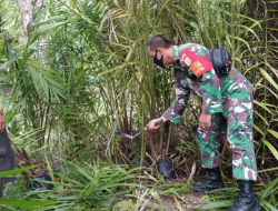 TMMD Regular Ke-111 Kodim 1207/Pontianak Meningkatkan Kualitas dan Kuantitas Perkebunan Sawit Warga Kuala Mandor B   