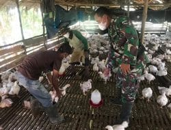 Jelang Idul Adha, Satgas TMMD Ke-111 Kodim 1207/Pontianak Kunjungi Peternak Ayam