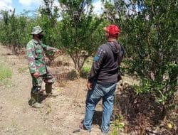 Dukungan Satgas TMMD Ke-111 Kodim 1207/Pontianak Terhadap Petani Jeruk di Desa Kuala Mandor B   