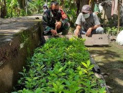 Kembangkan Perkebunan Kopi di Desa Kuala Mandor B Oleh Anggota Satgas TMMD Ke-111 Kodim 1207/Pontianak