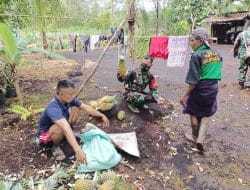 Buah Nanas Dari Warga Sebagai Ungkapan Rasa Terima Kasih dan Rasa Syukur Kepada Satgas TMMD Ke-111 Kodim 1207/Pontianak