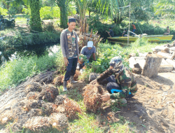 Program TMMD ke-111 Kodim 1207/Pontianak  Membantu Warga Dalam Distribusi Kelapa Sawit   