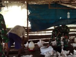 Program Pembinaan Peternak Ayam Potong Ditinjau Oleh Dansatgas TMMD Ke-111 Kodim 1207/Pontianak   