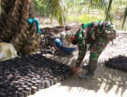 Bantu Warga di Lokasi TMMD Ke-111 Kodim 1207/Pontianak Pembibitan Bibit Kelapa Sawit