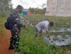 Jadi Sasaran Komsos, SatgasTMMD Ke-111 Kodim 1207/Pontianak Datangi Lokasi Kebun Cabai Milik Warga