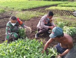 Pertanian Salah Satu Program Pembinaan Satgas TMMD Ke-111 Kodim 1207/Pontianak