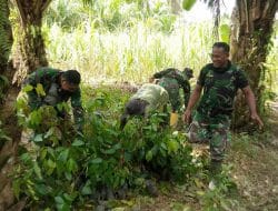 Gerakan Penghijauan di Lokasi TMMD Ke-111 Kodim 1207/Pontianak