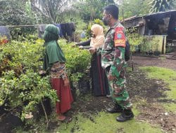 Satgas TMMD Ke-111 Kodim 1207/Pontianak Sambangi Petani Cabai, Pekarangan Rumah Jadi Produktif   