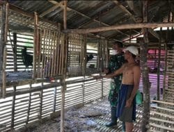 Disela Waktu Luang, Anggota Satgas TMMD Ke-111 Kodim 1207/Pontianak Mengunjungi Peternak Ayam Milik Warga   