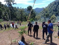 Polri Musnahkan 7 Haktare Ladang Ganja di Gunung Lauser dan Sita 592 Kg Ganja Kering