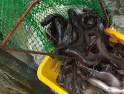 Lebih Menguntungkan, Pembudidaya Beralih ke Budidaya Ikan Sistem Bioflok