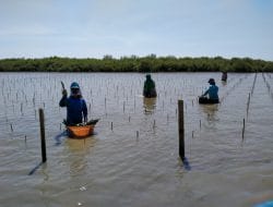 KKP Segera Rehabilitasi 6 Kawasan Mangrove