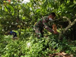 Ternyata Ada Kebun Coklat di TMMD Kodim Tapsel