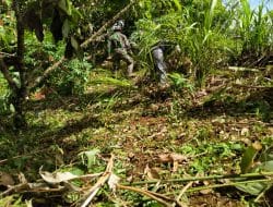 Parang, Membantu Satgas dalam Bersihkan Semak Belukar di Kebun Coklat di TMMD Kodim Tapsel