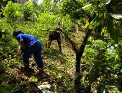 Harapan Adanya Penyuluh Perkebunan Memberikan Materi Budidaya Tanaman Coklat, di TMMD Kodim Tapsel