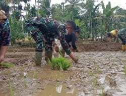 Tanam padi Mundur, Satgas Giat Tanam Padi, TMMD Kodim Tapsel