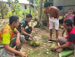Satgas TMMD Ke 111 Kodim 1202/Skw Disuguhkan Kelapa Muda oleh Warga.