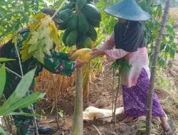 Daun dan Buah Pepaya Cukup Digemari Oleh Masyarakat Desa Siwalan