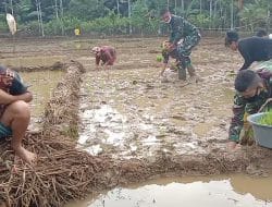 Kerjasama Terjalin dalam Giat Tanam Padi di TMMD Kodim Tapsel