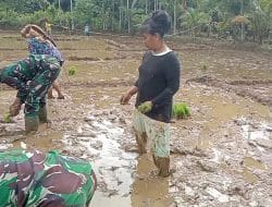 Satu Lubang Tanam Hanya untuk Satu Benih, Giat Tanam Padi di TMMD Kodim Tapsel