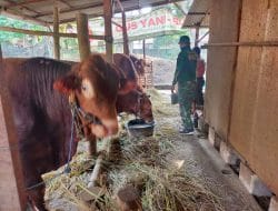 Banyak Manfaat Yang Dipetik Anggota Satgas Dilokasi TMMD, Termasuk Belajar Beternak Sapi