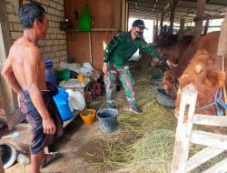 Beternak Sapi Adalah Bisnis Yang Menjanjikan