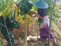 Sentuhan TMMD Gresik Desa Siwalan Akan Jadi Desa Kreatif Dan Mandiri