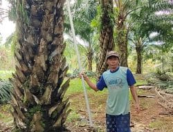 Mudahkan Petani Angkut Hasil Pertanian Salah Satu Dampak Positif TMMD Ke-111 Tanah Laut