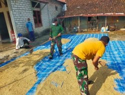 Solikin Tak Menyangka Dibantu Satgas TMMD Jemur Padi