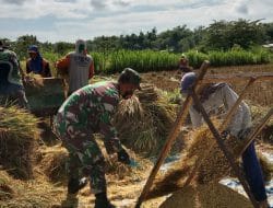 Semua Pekerjaan Dicoba Satgas TMMD Termasuk Coba Gunakan Alat Perontok Padi