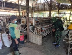 Beternak Ayam Petelur Cukup Menjanjikan