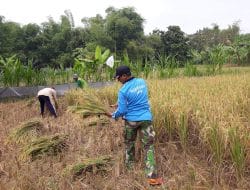 Satgas TMMD Bantu Warga Siwalan Bersihkan Hasil Panen