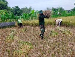 Satgas TMMD 111 Bantu Jamila Panen Padi di Sawah
