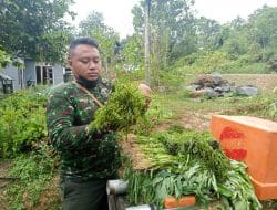 Panen Sayur Kangkung, Kebersamaan Satgas TMMD Ke 111 Kodim 1202/Skw Dan Warga Perbatasan