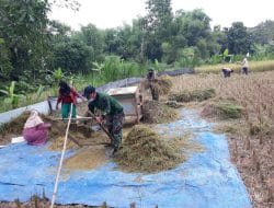 Panen Raya, Satgas TMMD 111 Gresik Bantu Petani Blower Padi