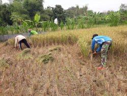 Pendampingan Petani, Satgas TMMD 111 Gresik Bantu Memanen Padi