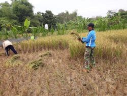 Satgas TMMD 111 Gresik Bantu Warga Pilah Gabah Rontokan Padi
